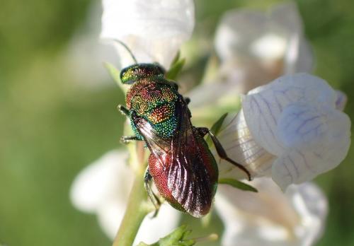 Hedychrum rutilans